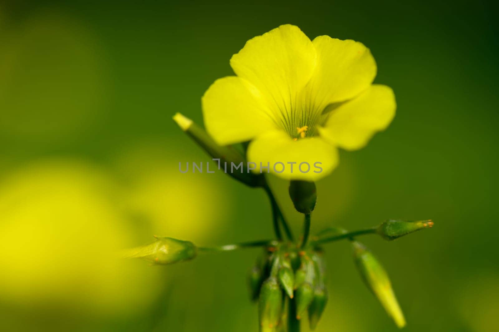 Delicate yellow petals open wide under warm sunlight, surrounded by vibrant green leaves in a tranquil garden setting.