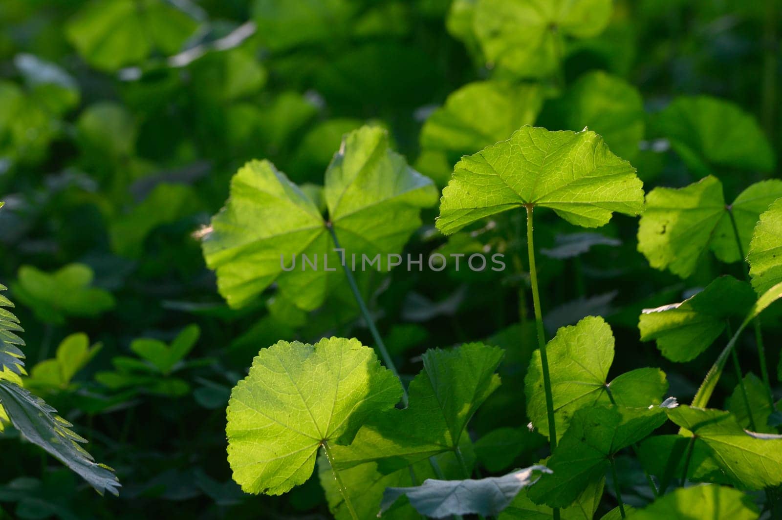 Sunlight filters through vibrant clover leaves, creating a peaceful atmosphere in a sunlit meadow.