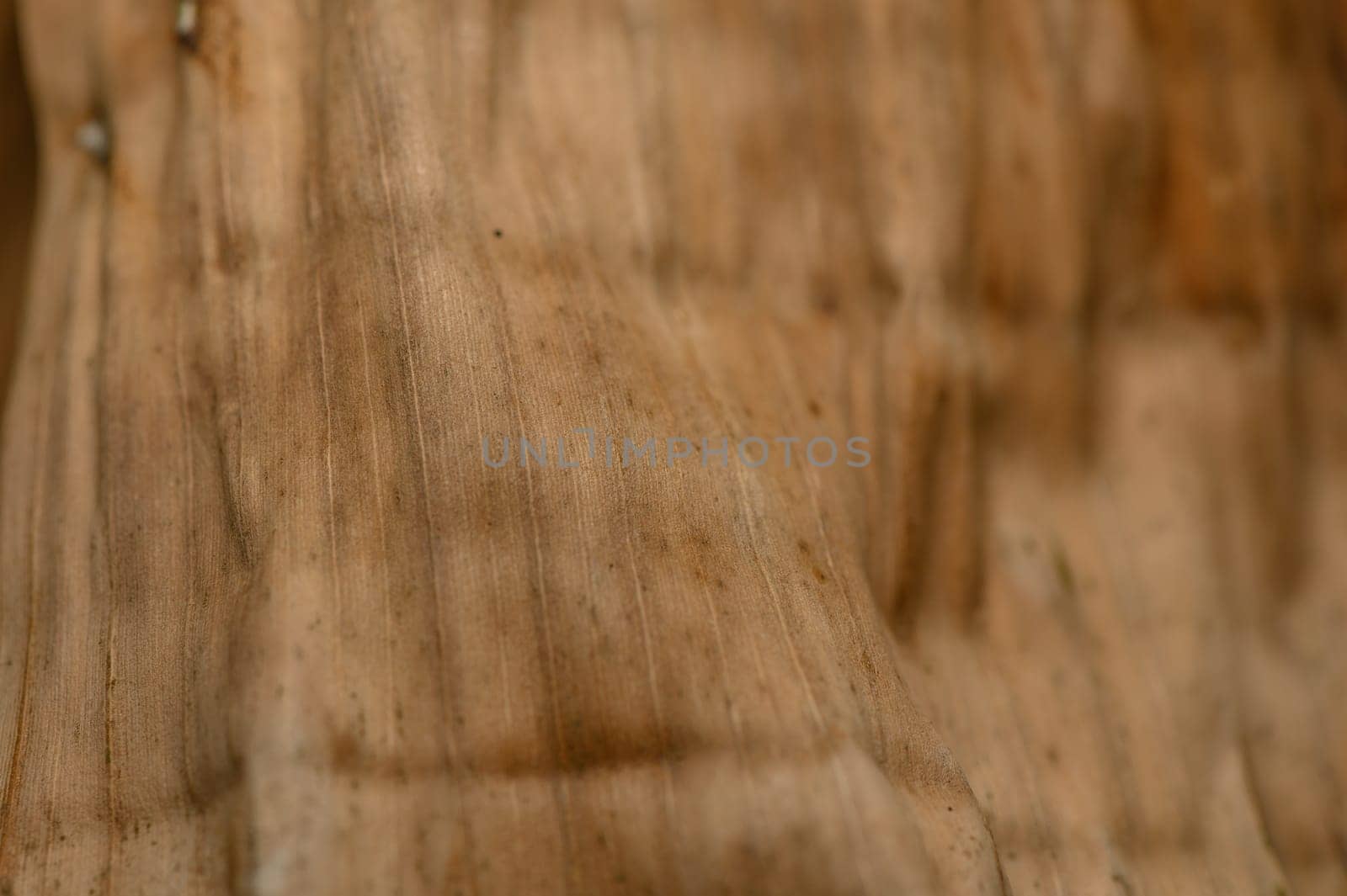 Intricate patterns of wood grain showcase natural beauty and craftsmanship under soft, diffused lighting.