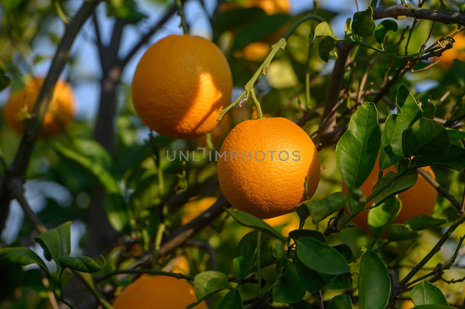 Lush green leaves cradle ripe oranges as sunlight highlights their vibrant hue in a tranquil orchard.