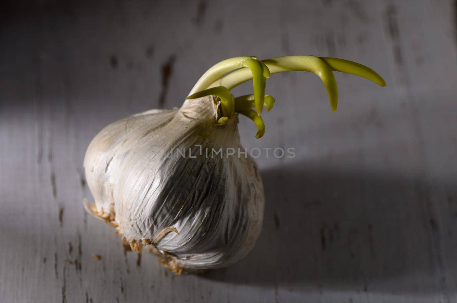 A garlic bulb pushes upward with green sprouts, resting on a rustic surface, illuminated by soft natural light.