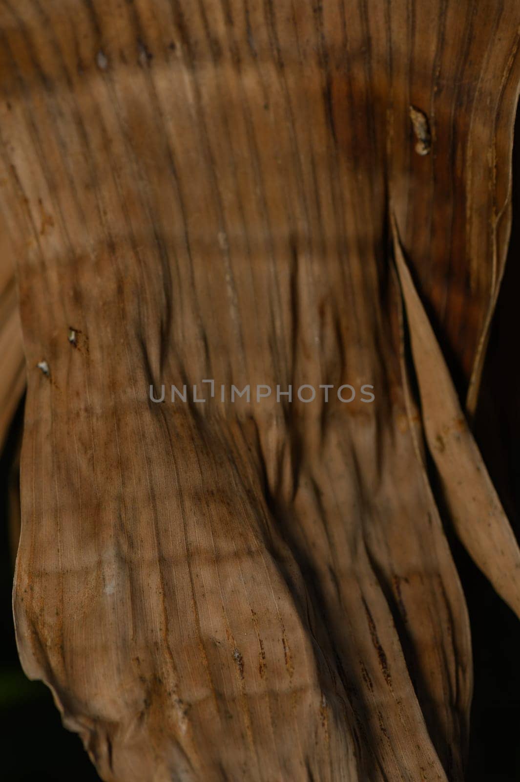 Delicate patterns emerge from old wood, showcasing nature's artistry under soft illumination.