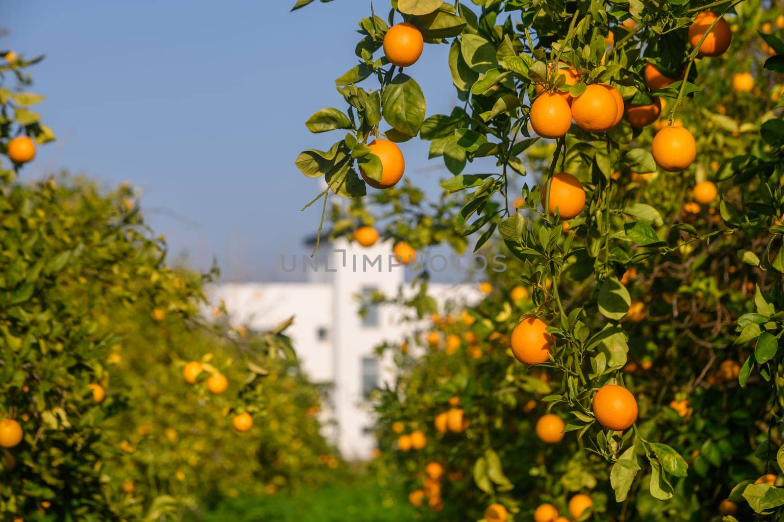 Vibrant oranges hang from lush green trees under a clear blue sky, signaling a bountiful season ahead.
