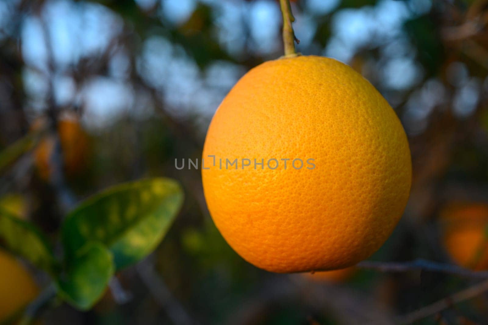 A ripe orange dangles gracefully from a branch, glowing in the warm light of late afternoon in a lush orchard.