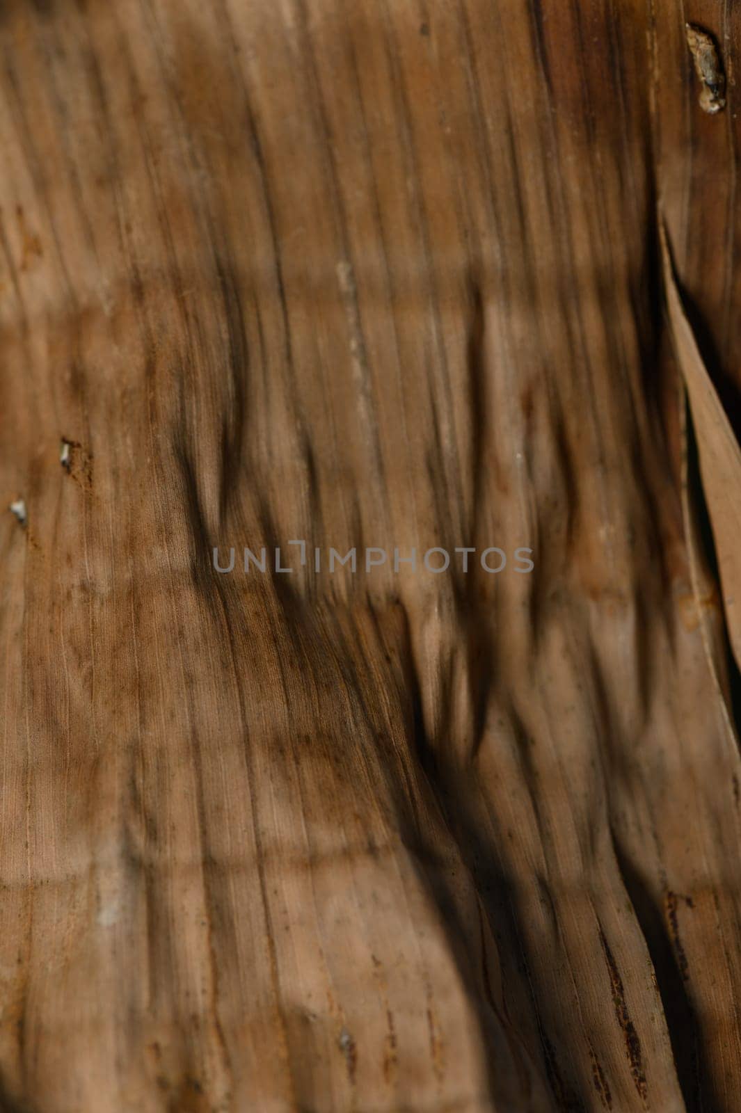 Nature showcases the beauty of wood grains and textures, illuminated by warm light, evoking a sense of tranquility.