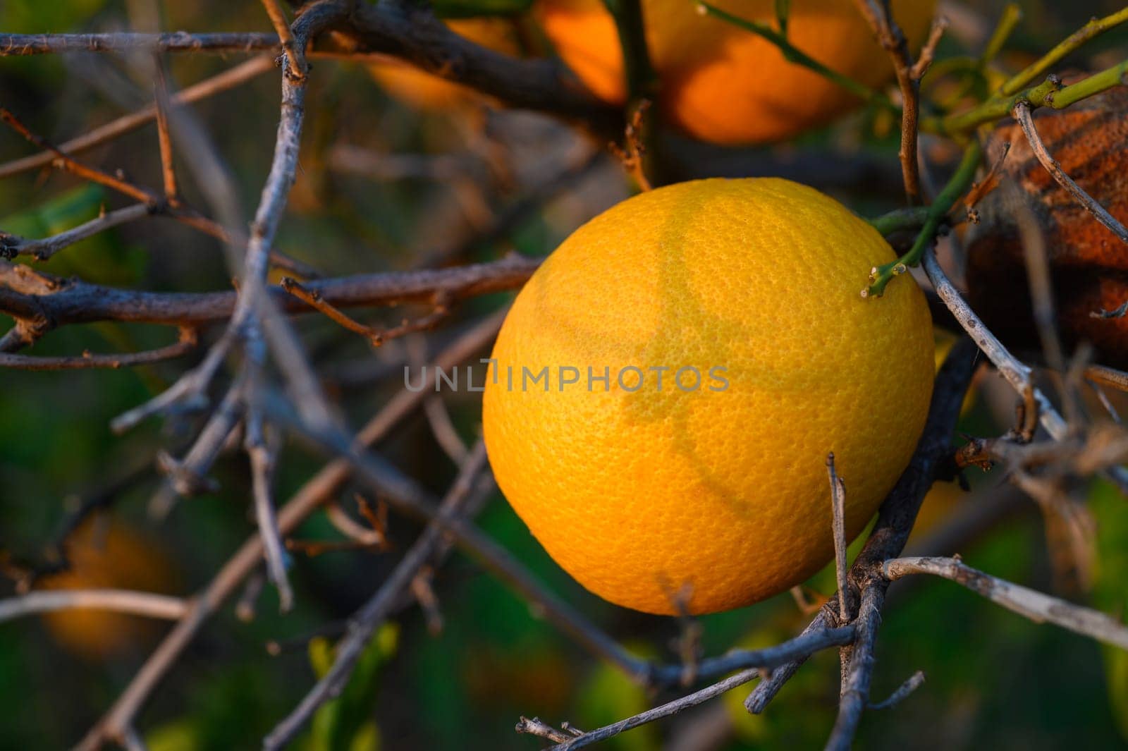 Vibrant orange fruit dangles from a branch, illuminated by soft sunlight filtering through lush greenery nearby.