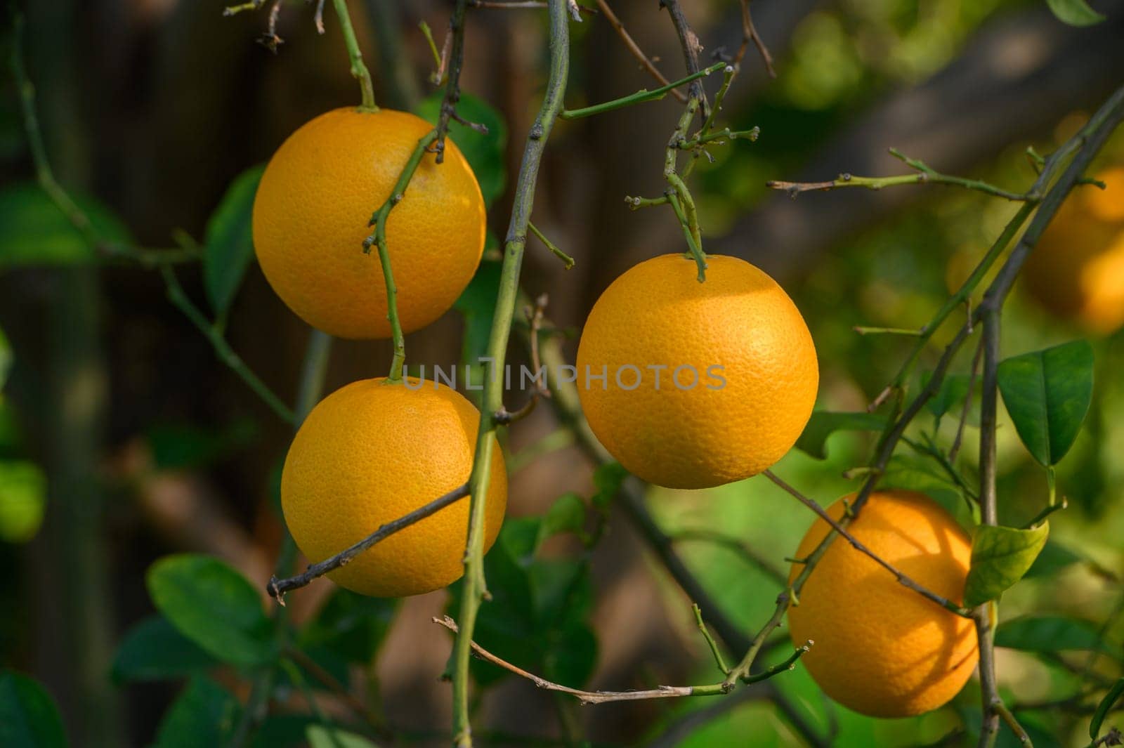Juicy oranges dangle from branches, basking in warm sunlight in a lush garden setting filled with greenery.