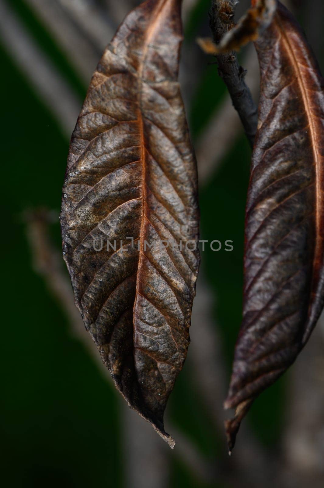Beneath a gentle light, dry leaves dangle from a branch, showcasing intricate textures and a rich earthy palette.