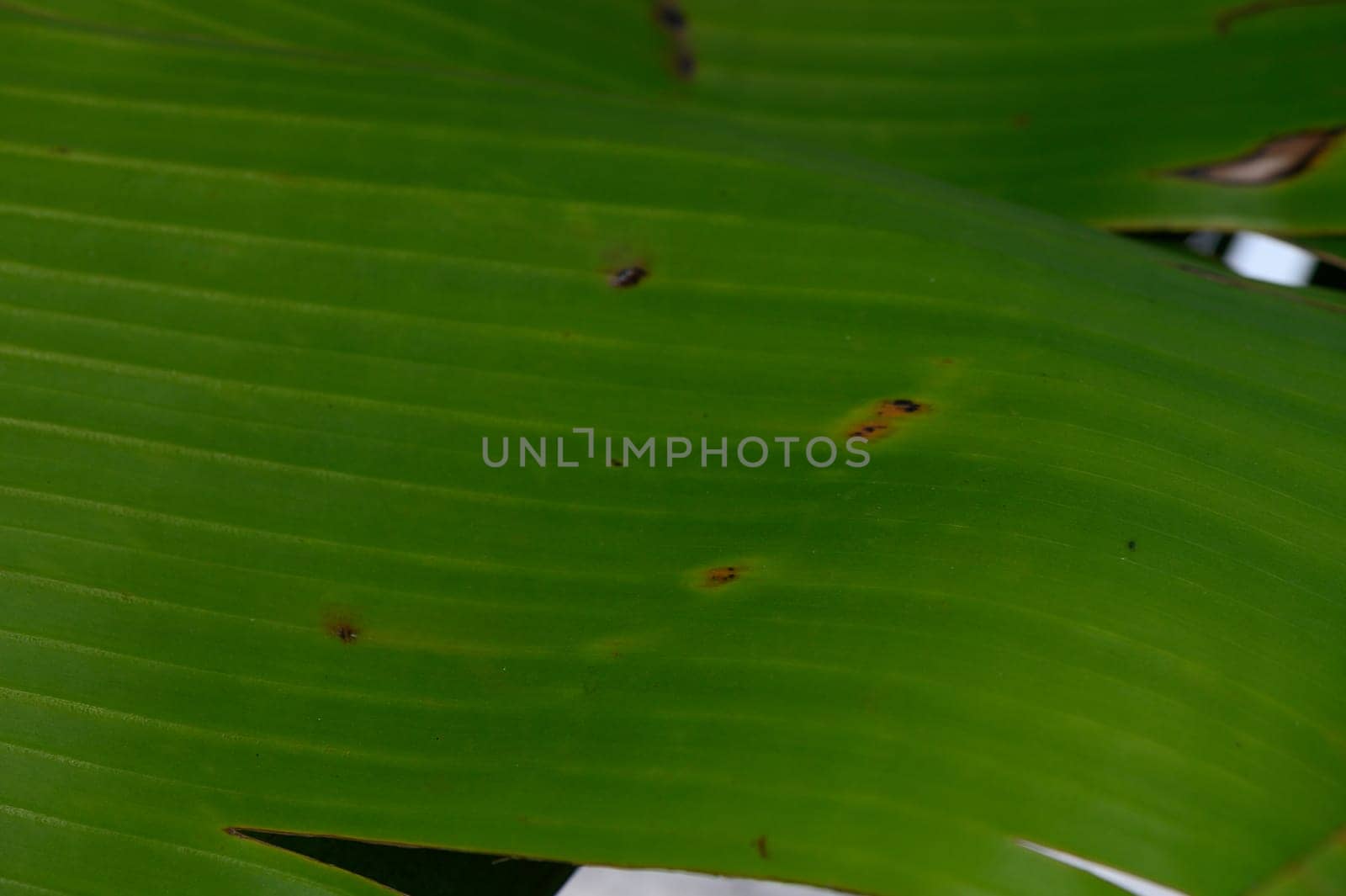 Close-up of a lush green leaf uncovering nature's beauty and stunning textures in a tropical environment.