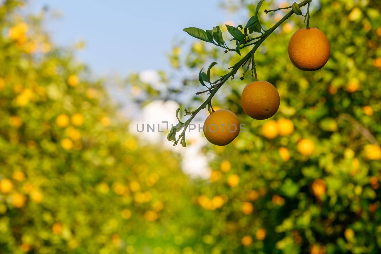 Lush orchard filled with orange trees under a clear blue sky showcases ripening fruits ready for harvest.