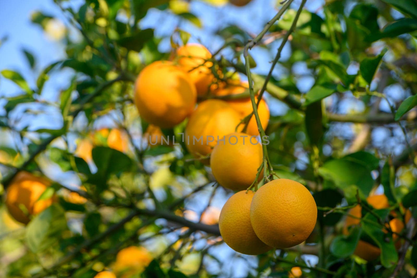 Bright oranges dangle from lush green branches, basking in warm sunlit rays in a serene orchard setting.