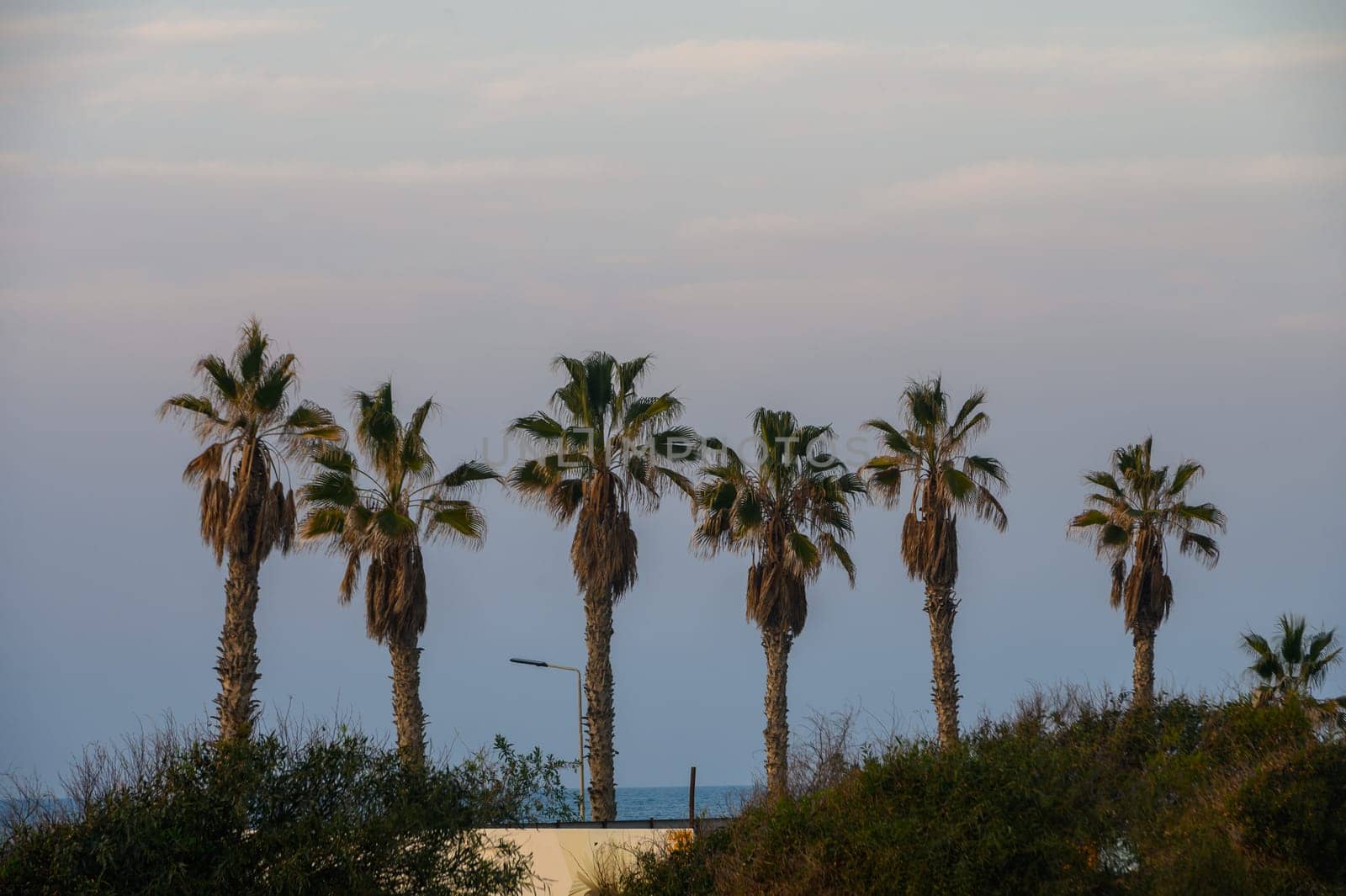 Palm trees stand gracefully as the sun sets, casting long shadows over the tranquil coastal landscape.