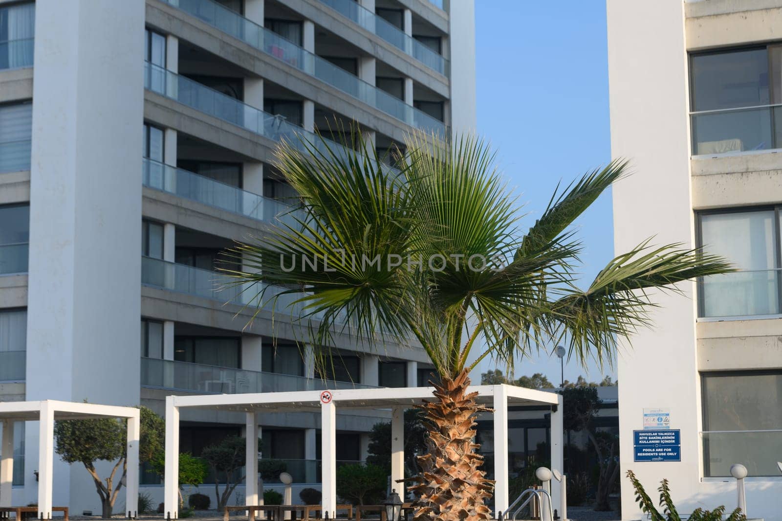 A lush palm tree stands proudly near modern buildings, capturing the essence of a tranquil seaside escape.