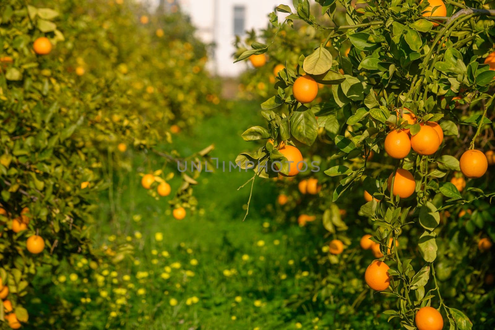 Rows of lush orange trees bear heavy fruit, illuminated by golden sunlight and surrounded by soft green grass.