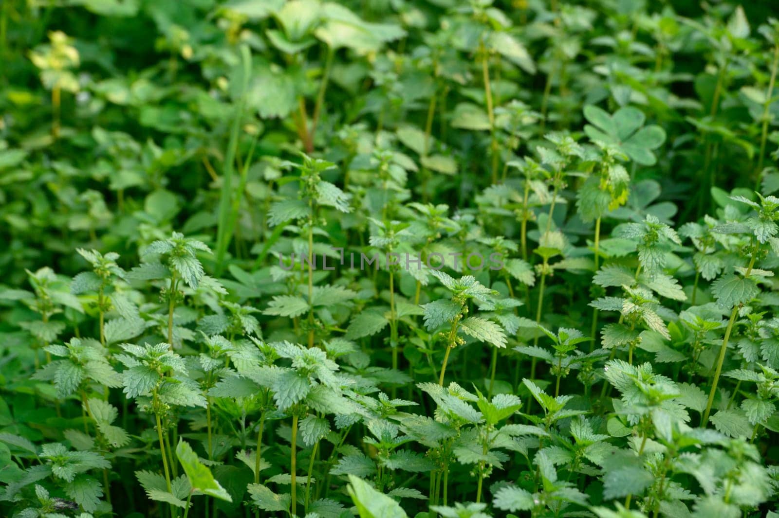 Dense clusters of stinging nettles bask in the warmth of sunlight, filling the woodland with vibrant greenery.