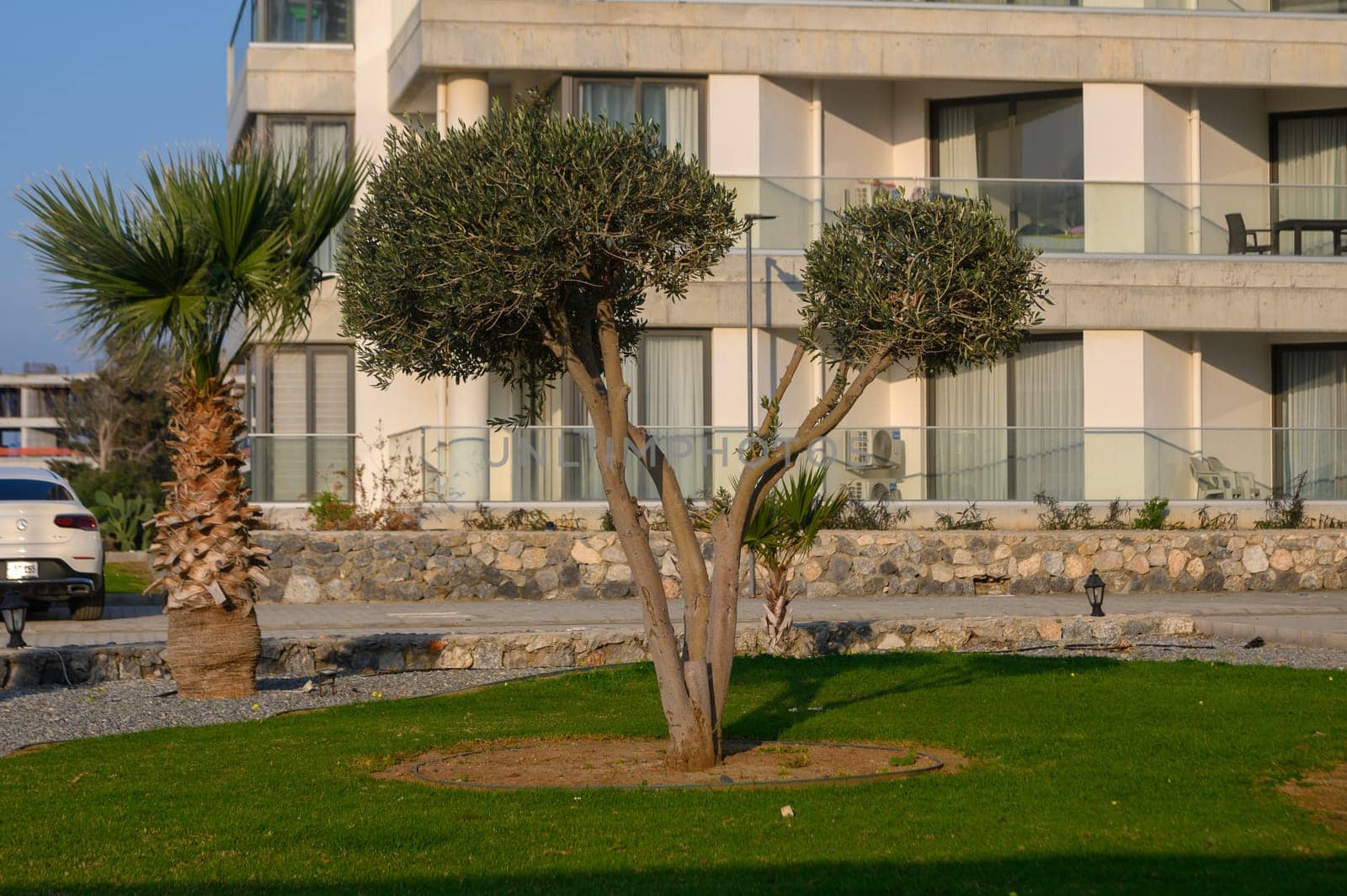 An olive tree gracefully rises in a tranquil coastal garden at sunset, enhancing the serene atmosphere of the location.