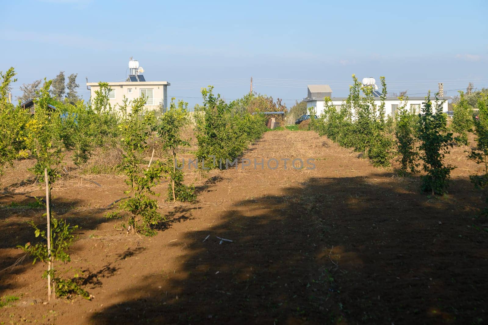 Healthy rows of young trees thrive in an inviting orchard, framed by soft sunlight and gentle earth tones.