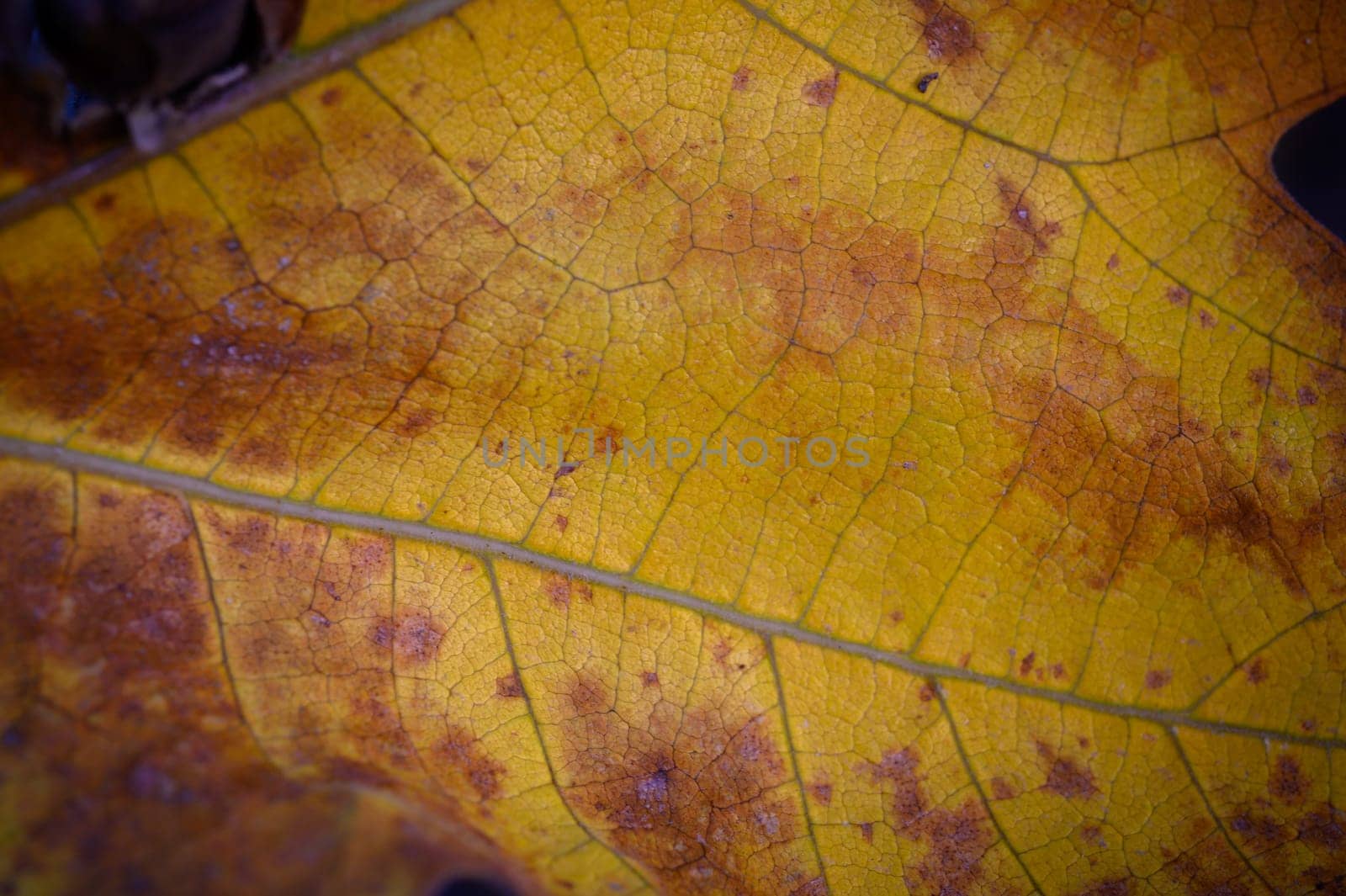 A detailed yellow leaf lies on the ground, displaying autumn's vibrant patterns and colors.