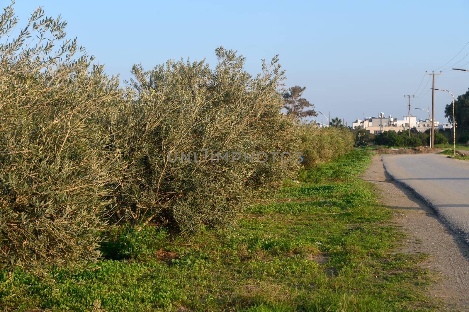 Olive trees stretch along a peaceful road, while a gentle breeze whispers through the leaves at dusk.