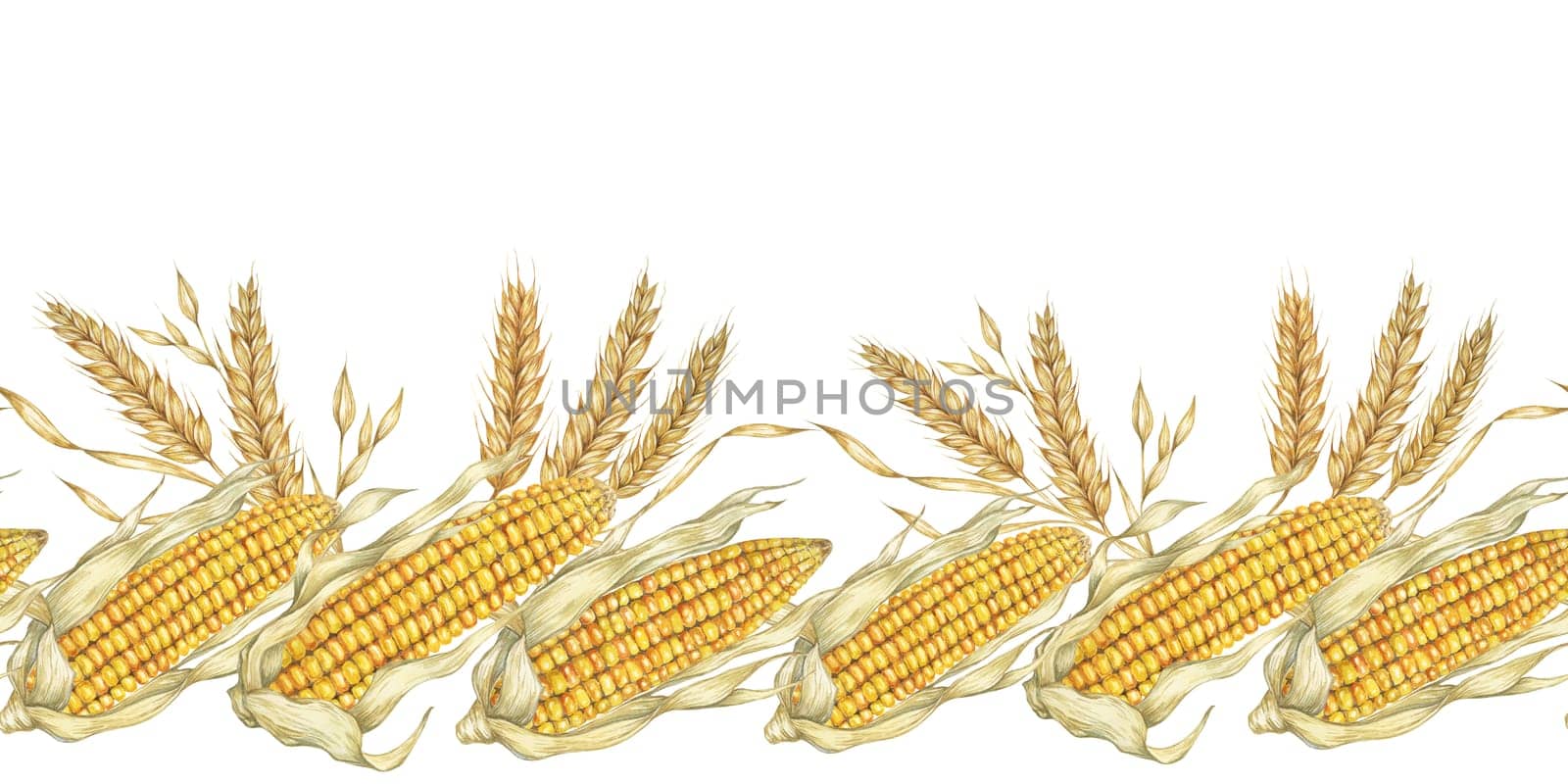 Corn seamless border clipart features detailed watercolor illustrations of golden corn cobs and wheat, for adding a touch of rustic charm to design projects, packaging, invitations, or seasonal decor