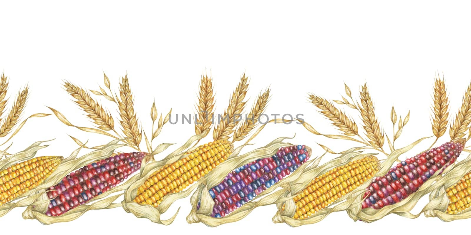 Corn seamless border clipart showcases colorful watercolor corn cobs in shades of yellow and purple, ideal for creating agricultural-themed designs. Use this clipart for stationery, textiles, and more