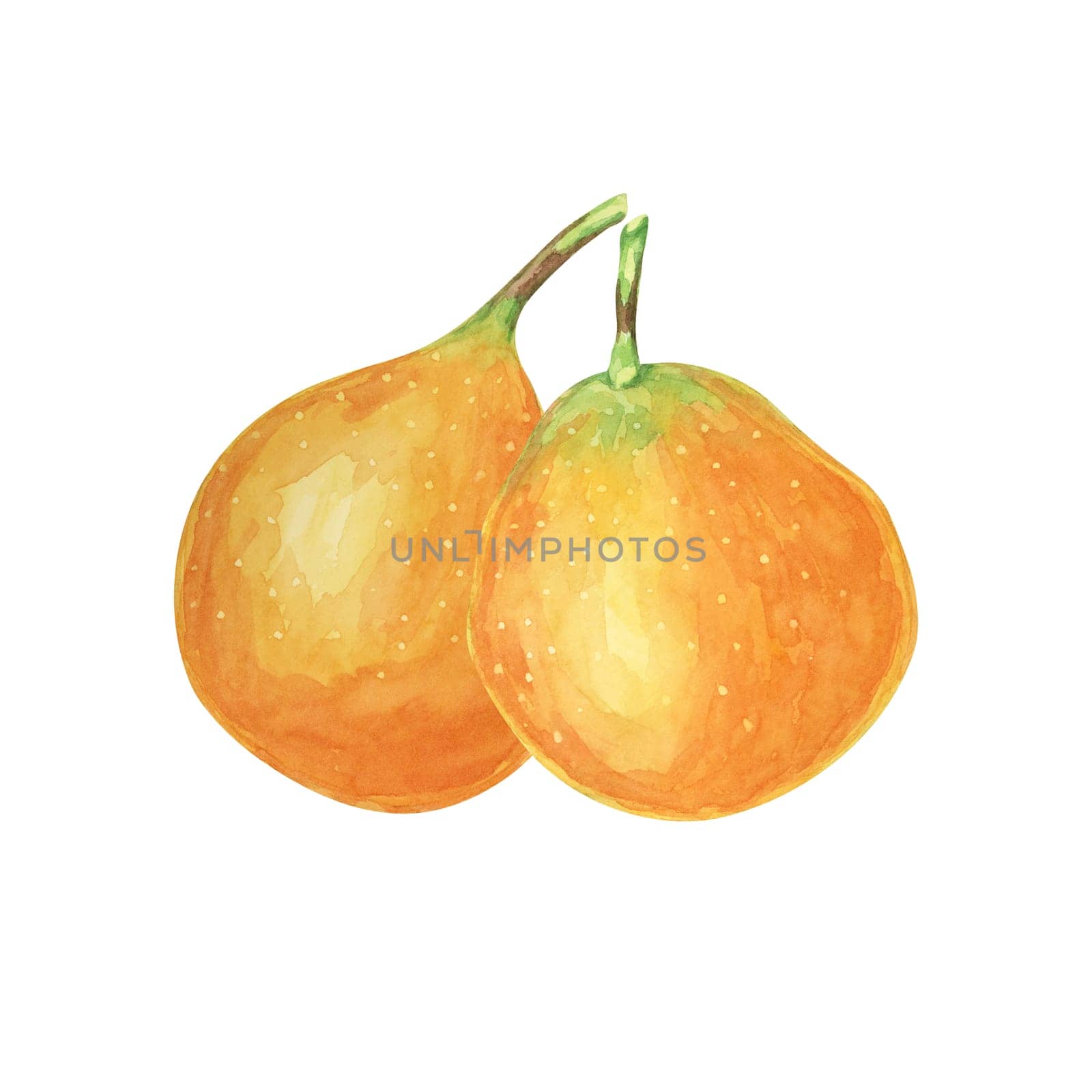 Sweet granadilla watercolor with two vibrant orange fruits. Ideal for use in digital designs, invitations and food-related merchandise, this clipart shows detailed green leaves and realistic textures