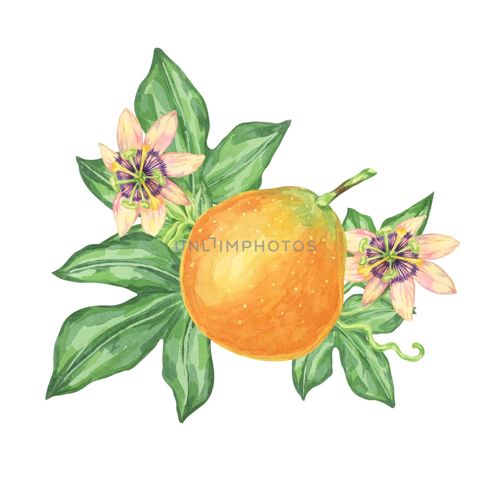 Sweet granadilla watercolor clipart features maracuja fruit and two delicate pink blossoms. Use this vibrant clipart in tropical wedding invitations, greeting cards, or botanical illustrations