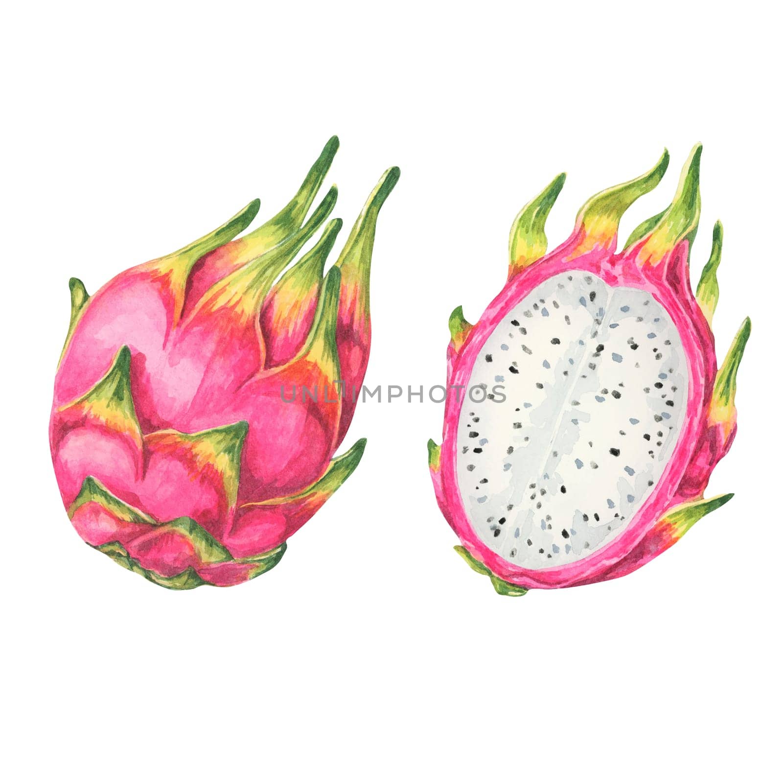 Pitaya watercolor featuring two whole pink dragon fruits, one of them cut open to reveal white flesh with black seeds. Clipart for food packaging, digital designs, and exotic fruit-themed merchandise