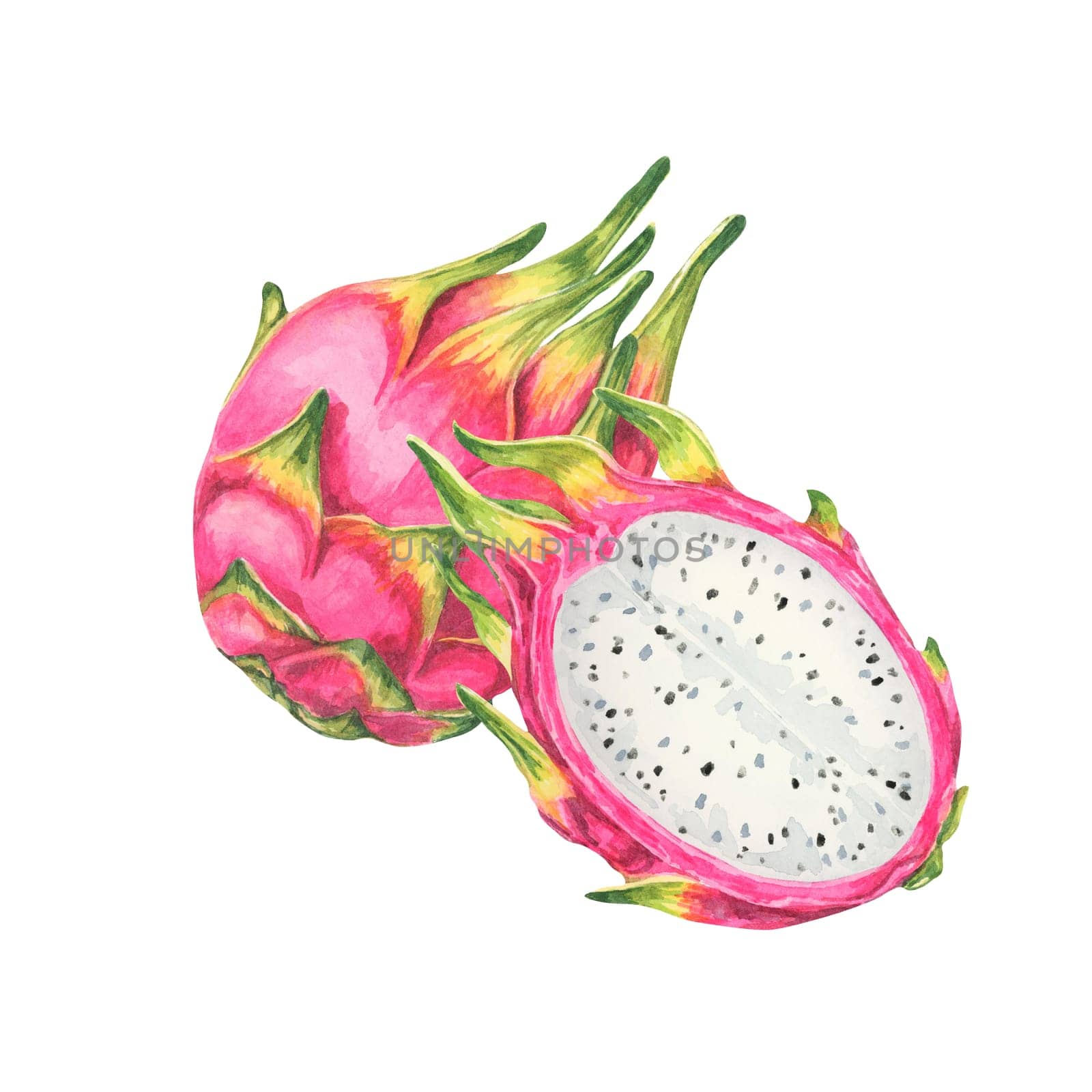 Pitaya watercolor clipart showing a whole pink dragon fruit and a cut half displaying white flesh with black seeds. Ideal for use in culinary blogs, recipe books, and botanical illustrations