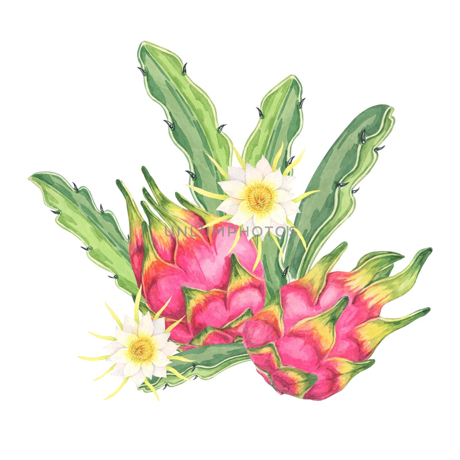 Dragon fruit watercolor clipart featuring two whole pink fruits with green cactus leaves and flowers, highlighting their vibrant color. Ideal for use in food blogs, kitchen decor, and botanical prints