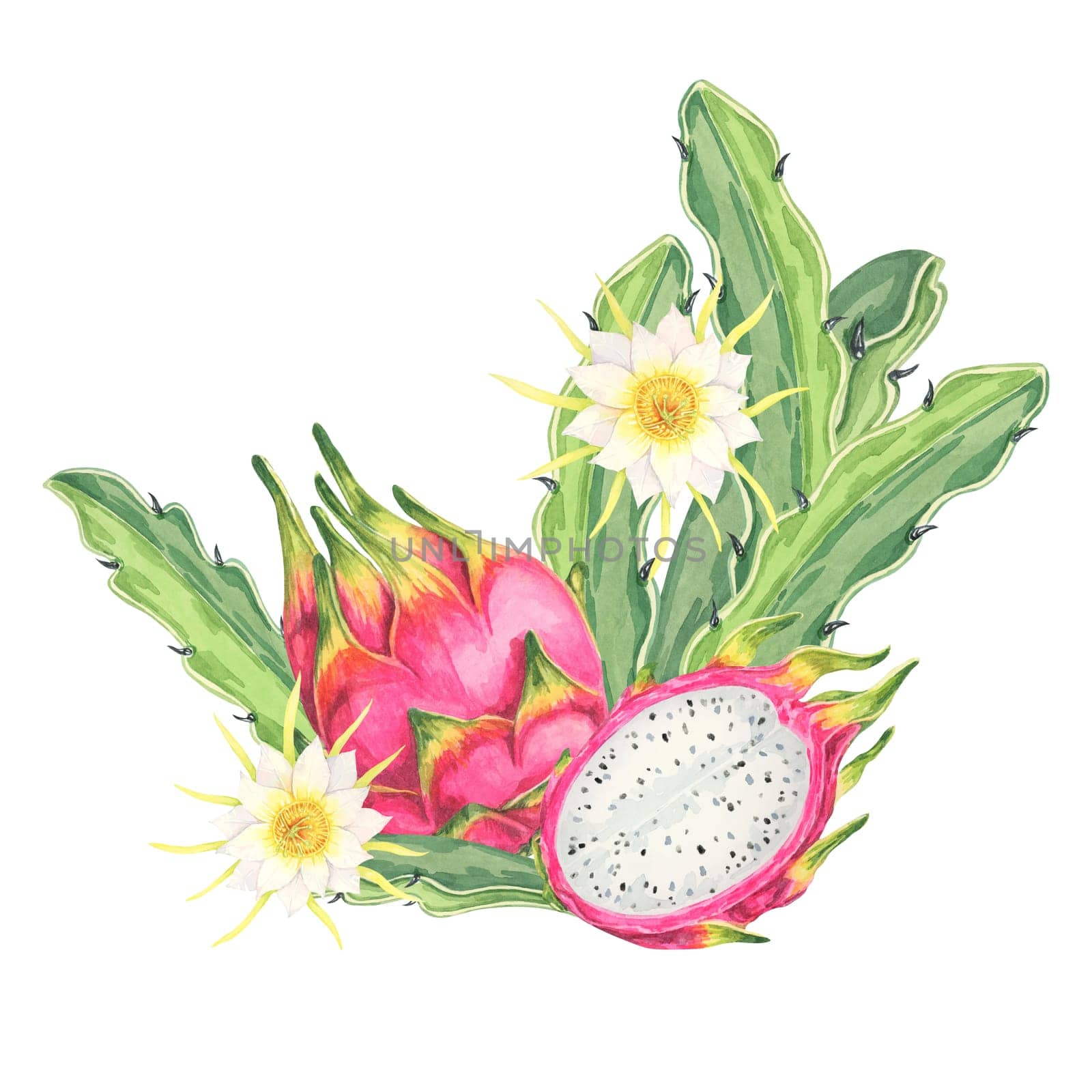 Pitahaya watercolor clipart featuring a whole fruit with green cactus leaves, along with delicate yellow flowers. Ideal for food-related designs, digital art, and botanical illustrations