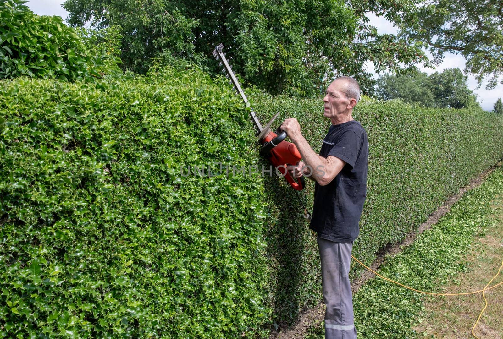 Gardener in work clothes trimming thorny holly hedge with electric hedge trimmer in backyard garden, lifting heavy garden tool by hand,