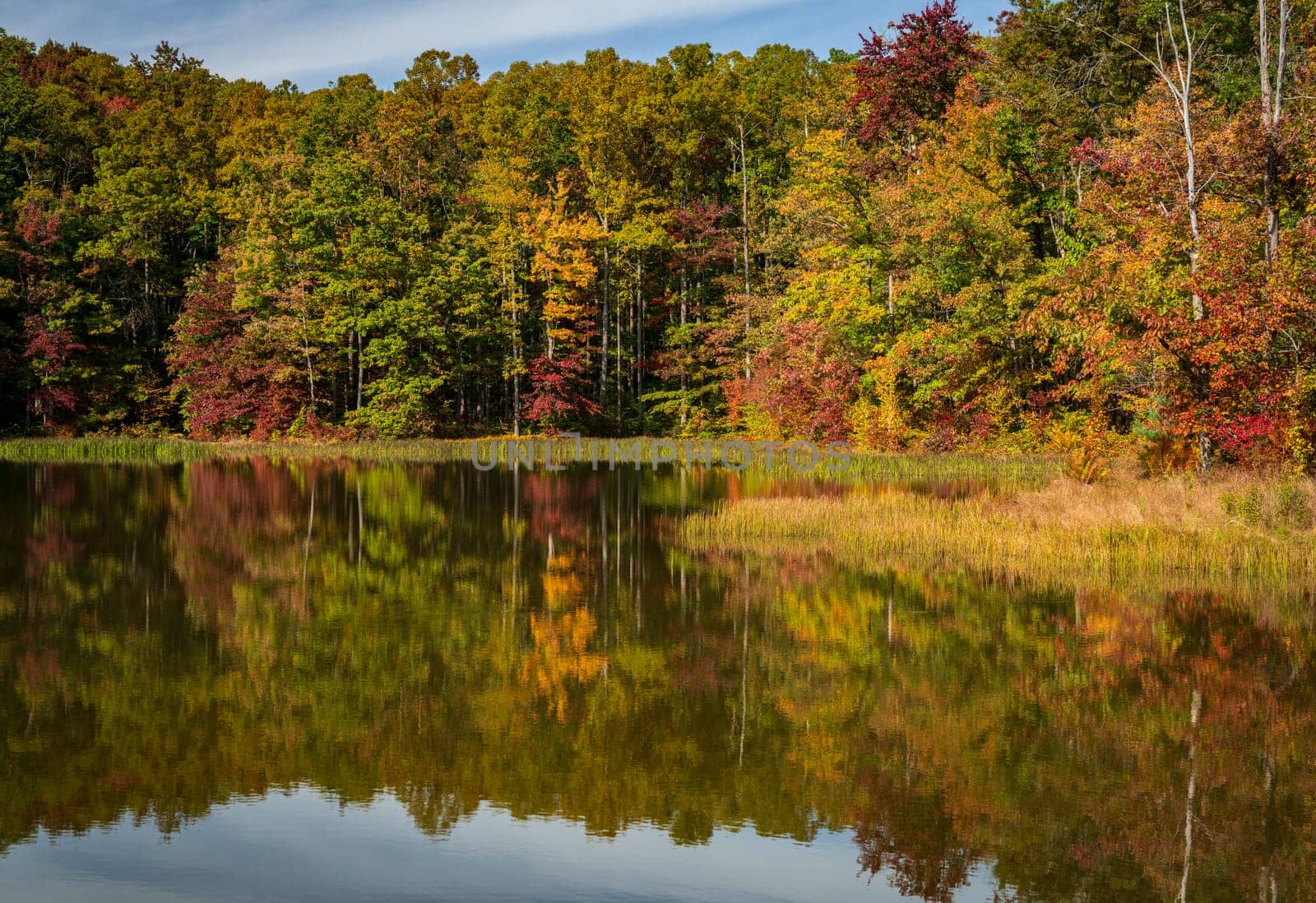 Fall leaves surround reservoir in Coopers Rock State Forest in WV by steheap