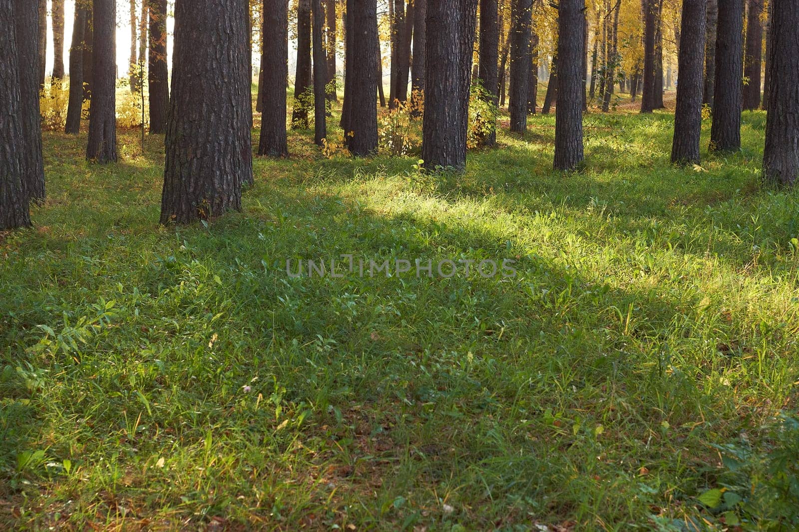 autumn light in the forest on the grass among the pines