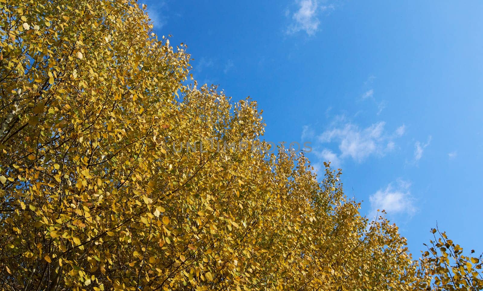 Yellow autumn leaves on trees by Севостьянов