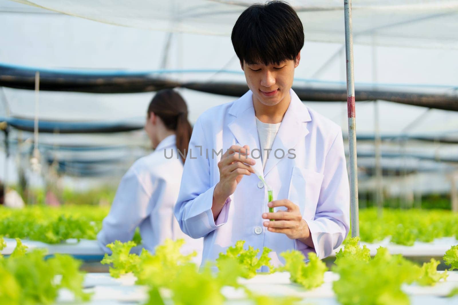 man Farmer harvesting vegetable and audit quality from hydroponics farm. Organic fresh vegetable, Farmer working with hydroponic vegetables garden harvesting, small business concepts. by Manastrong