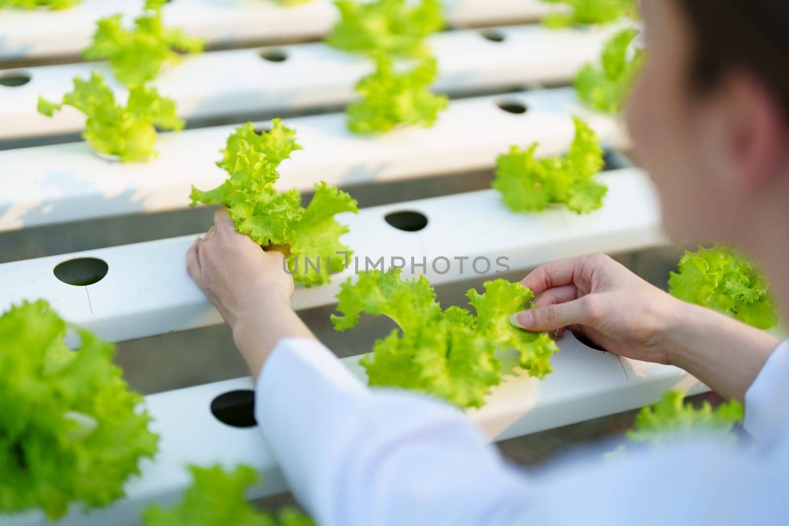 Woman Farmer harvesting vegetable and audit quality from hydroponics farm. Organic fresh vegetable, Farmer working with hydroponic vegetables garden harvesting, small business concepts. by Manastrong