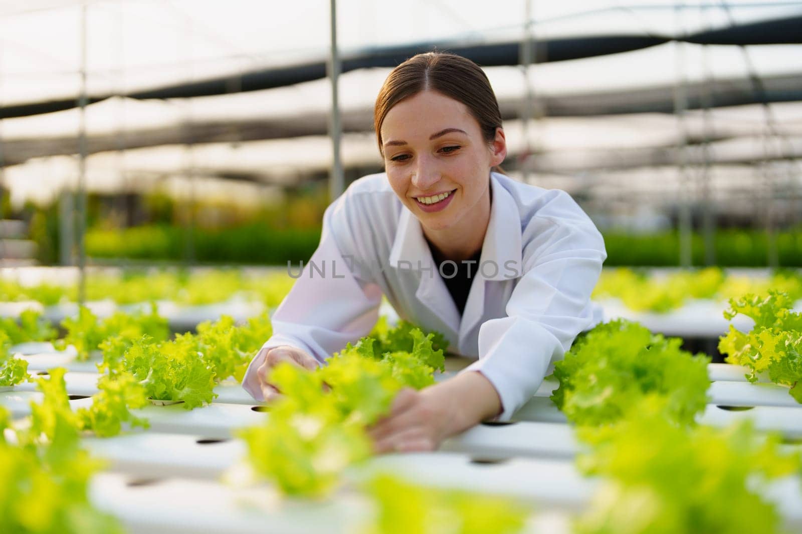 Woman Farmer harvesting vegetable and audit quality from hydroponics farm. Organic fresh vegetable, Farmer working with hydroponic vegetables garden harvesting, small business concepts. by Manastrong