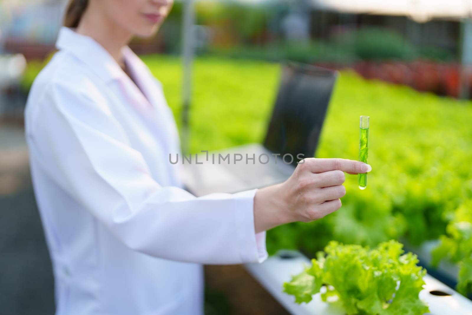 Woman Farmer harvesting vegetable and audit quality from hydroponics farm. Organic fresh vegetable, Farmer working with hydroponic vegetables garden harvesting, small business concepts. by Manastrong