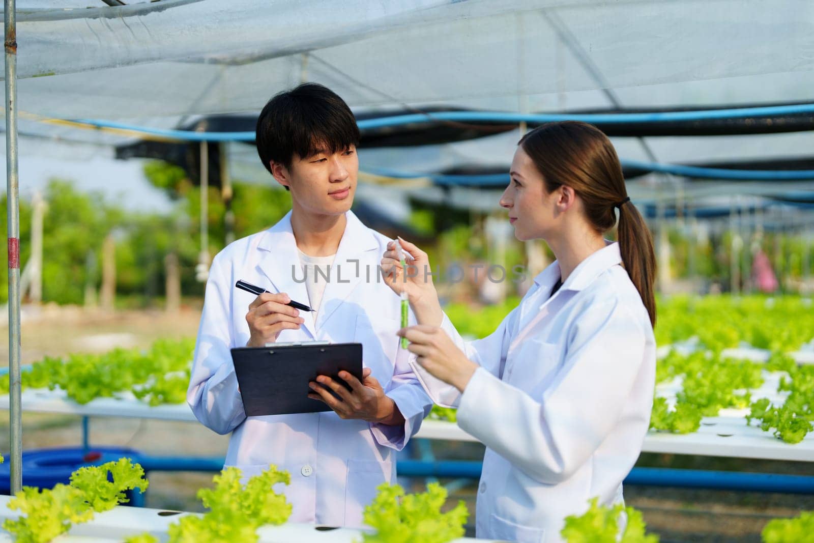 Woman Farmer harvesting vegetable and audit quality from hydroponics farm. Organic fresh vegetable, Farmer working with hydroponic vegetables garden harvesting, small business concepts. by Manastrong