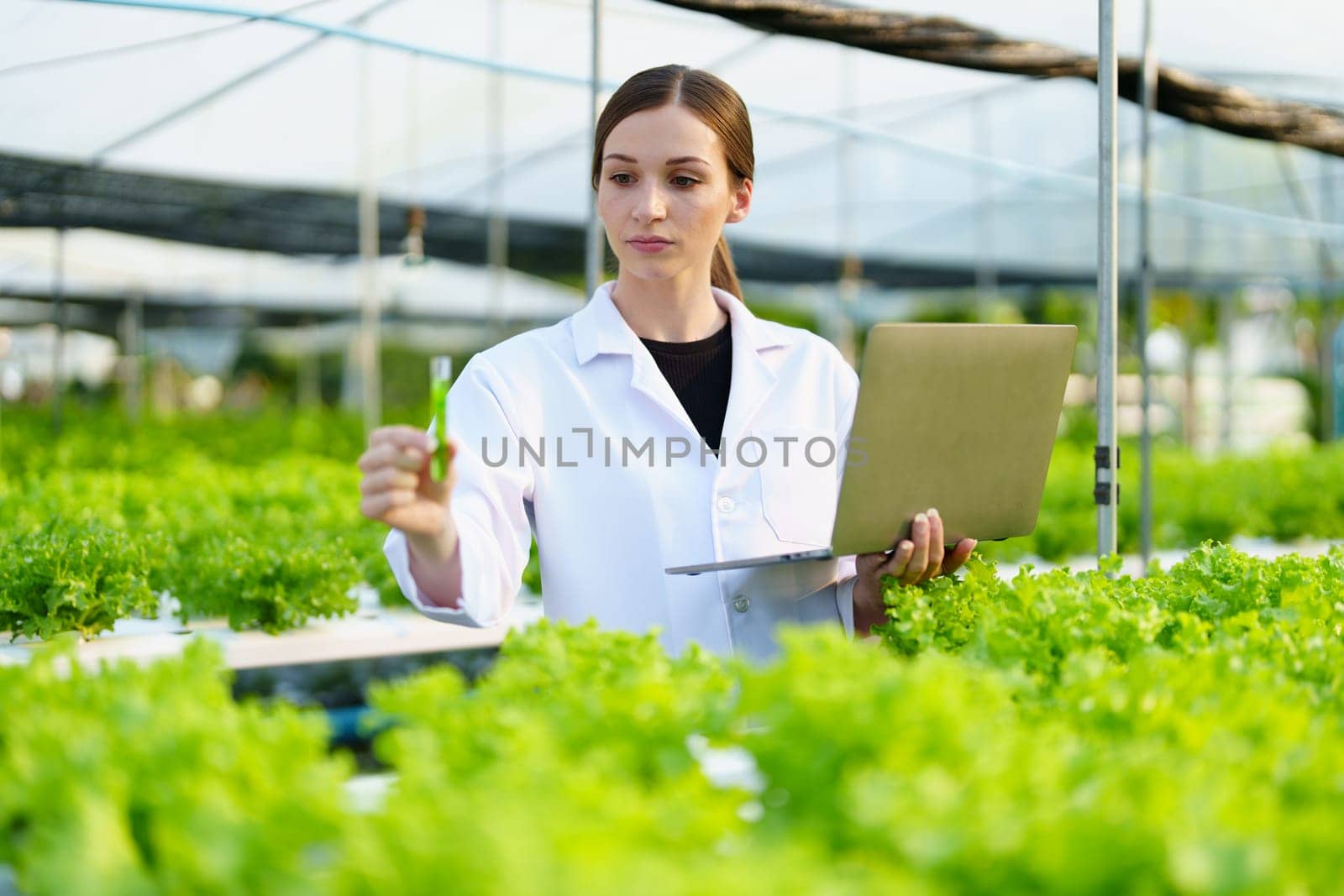 Woman Farmer harvesting vegetable and audit quality from hydroponics farm. Organic fresh vegetable, Farmer working with hydroponic vegetables garden harvesting, small business concepts. by Manastrong