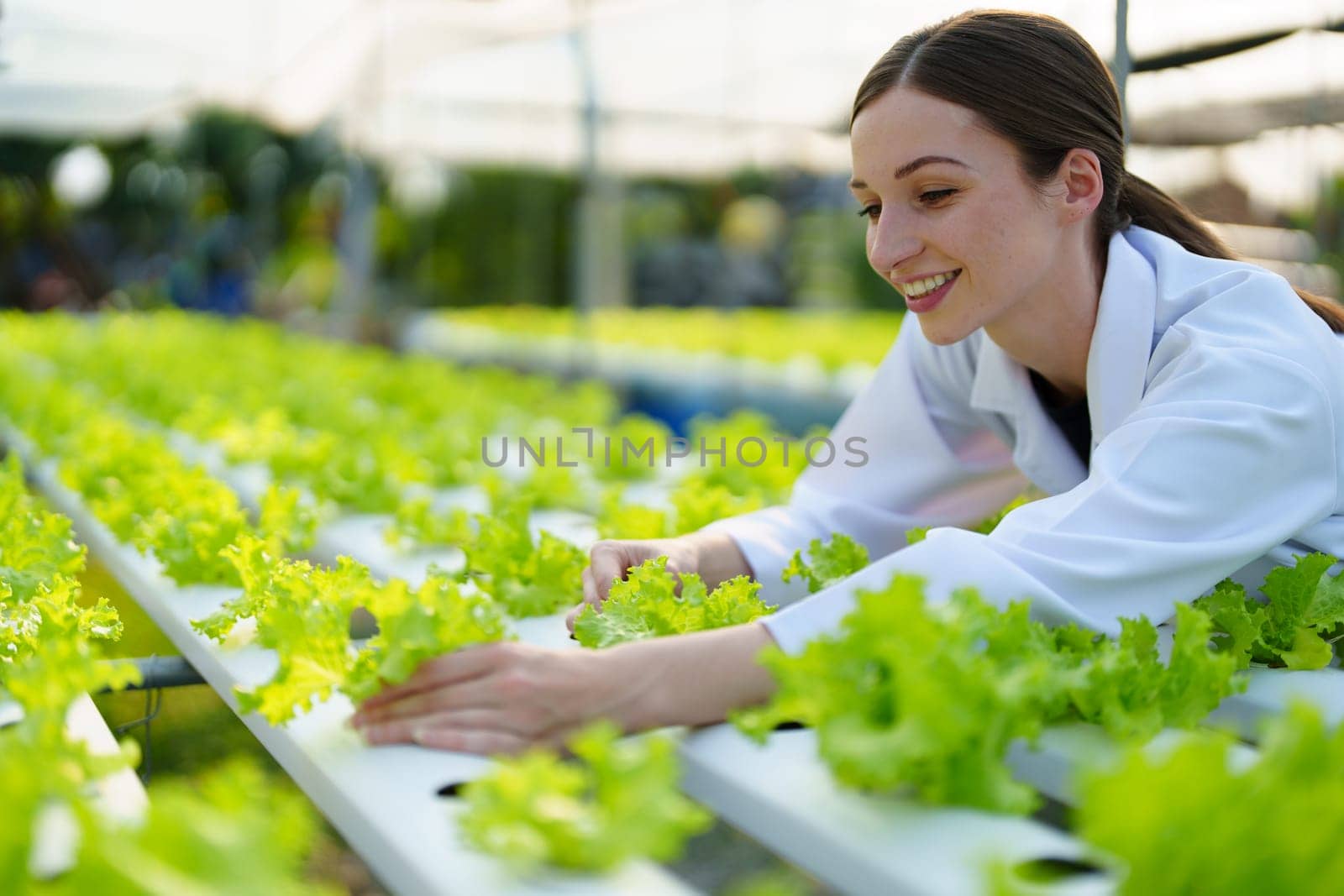 Woman Farmer harvesting vegetable and audit quality from hydroponics farm. Organic fresh vegetable, Farmer working with hydroponic vegetables garden harvesting, small business concepts. by Manastrong