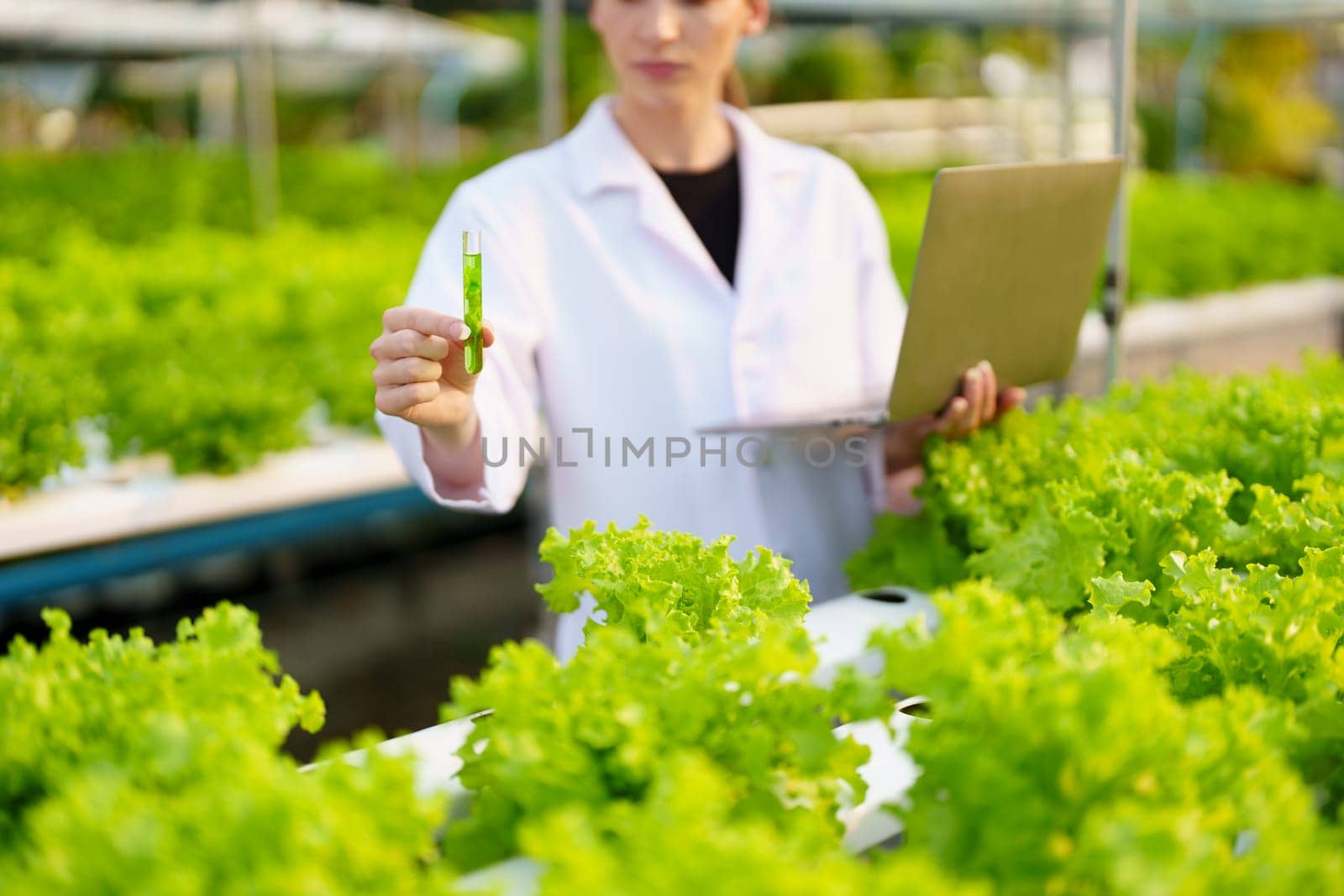 Woman Farmer harvesting vegetable and audit quality from hydroponics farm. Organic fresh vegetable, Farmer working with hydroponic vegetables garden harvesting, small business concepts. by Manastrong