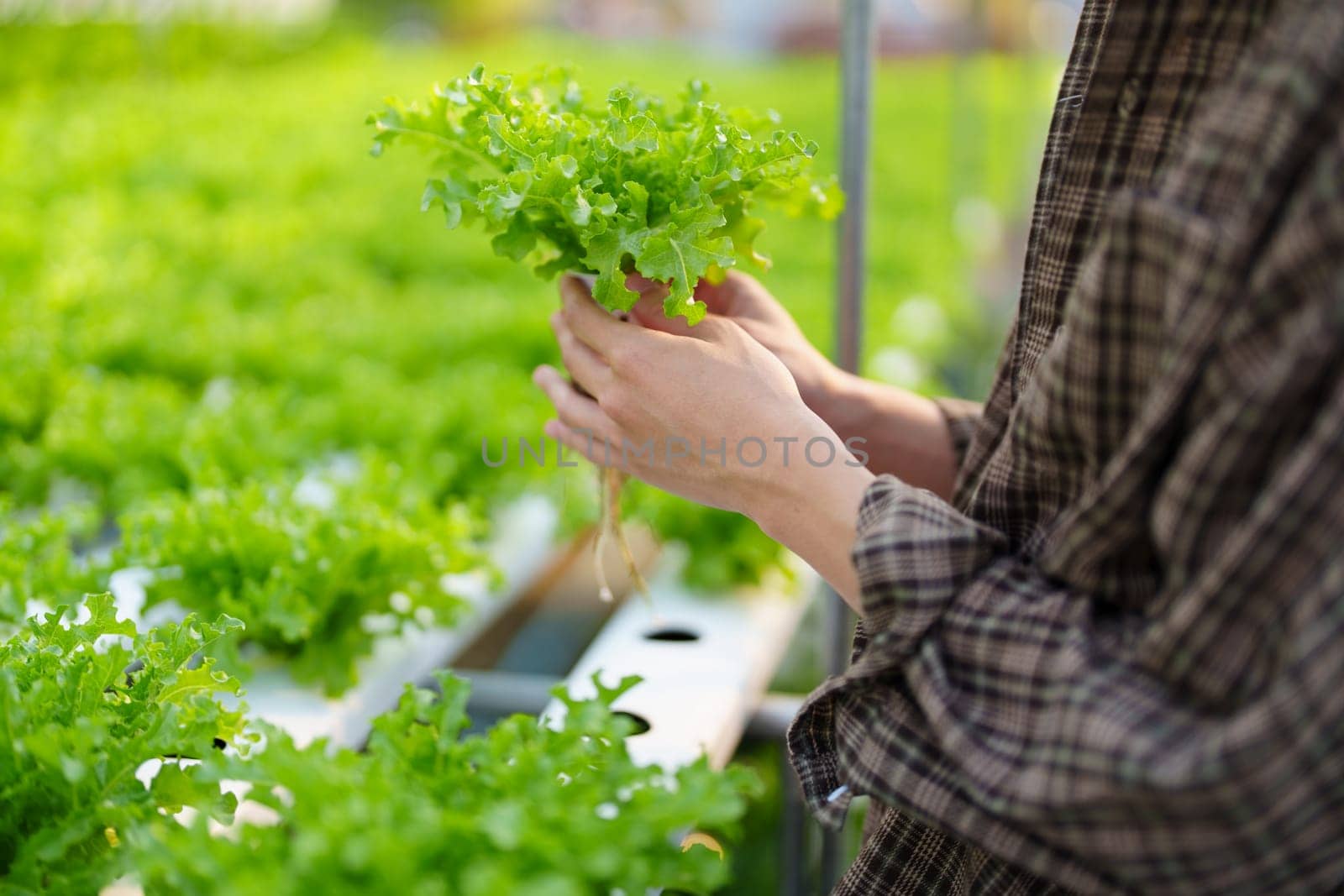 man Farmer harvesting vegetable from hydroponics farm. Organic fresh vegetable, Farmer working with hydroponic vegetables garden. by Manastrong