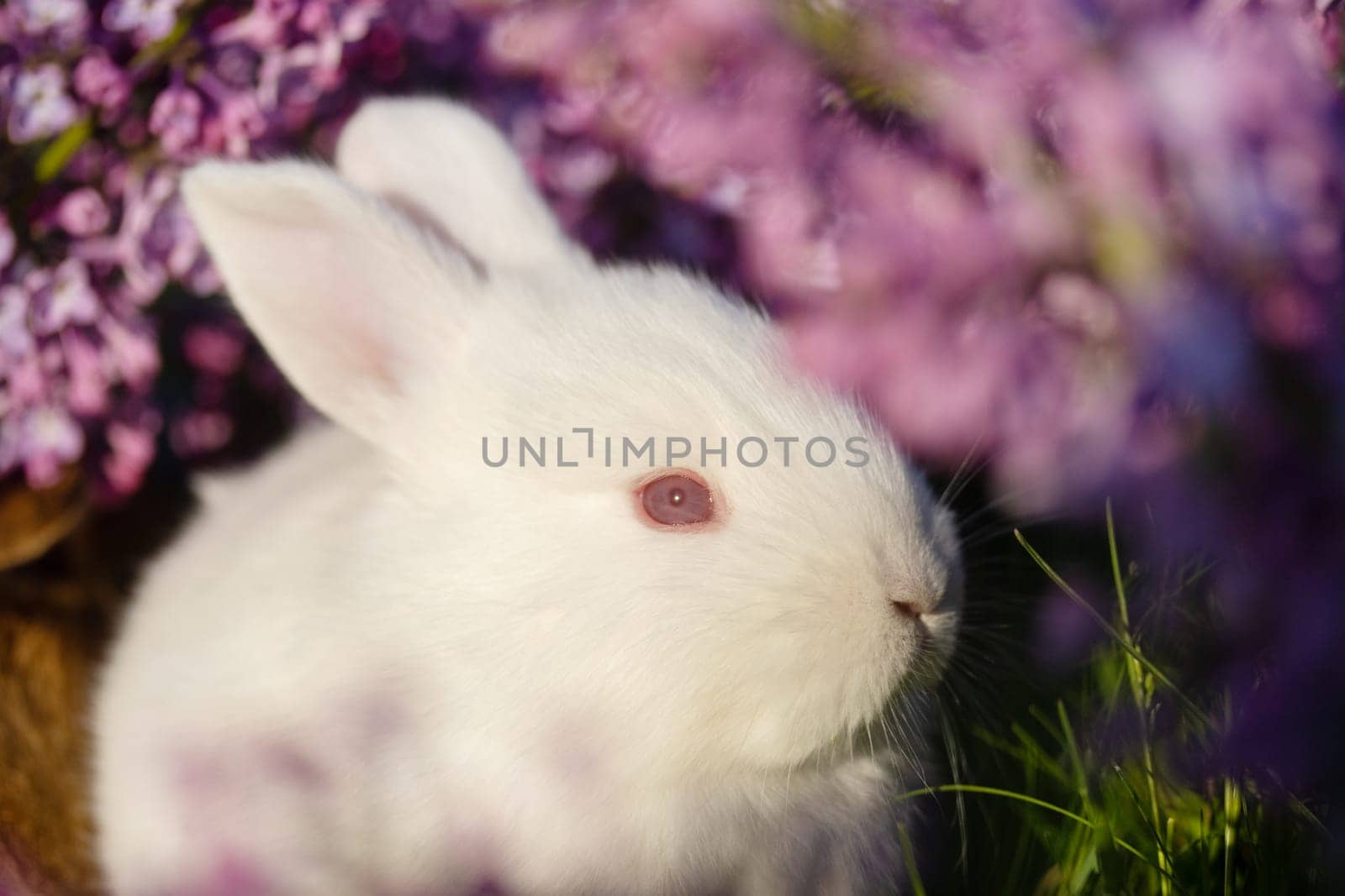 beautiful white rabbit close-up portrait surrounded by spring flowers , holidays, spring, colorful