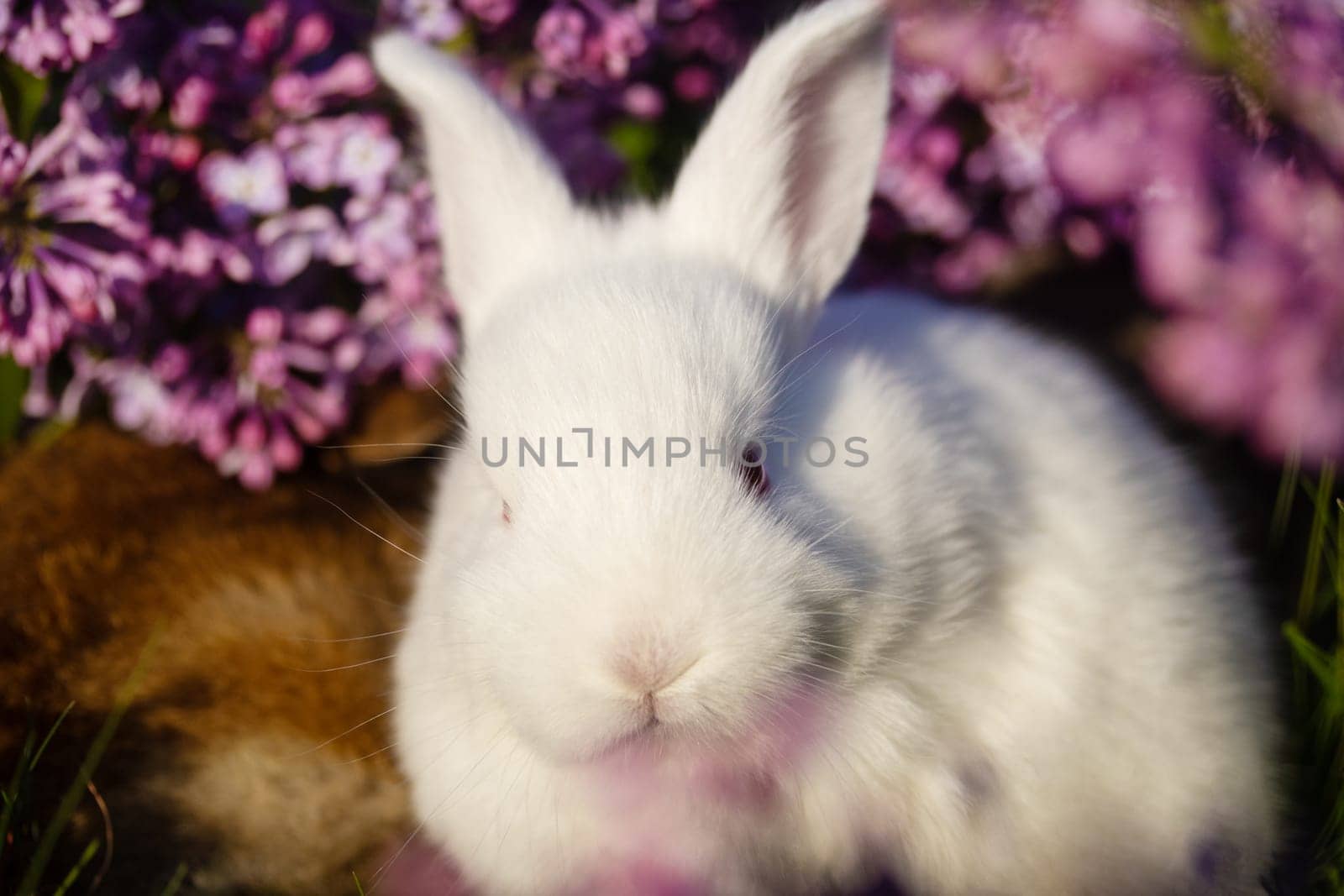 beautiful white rabbit portrait surrounded by spring flowers , holidays, spring, colorful