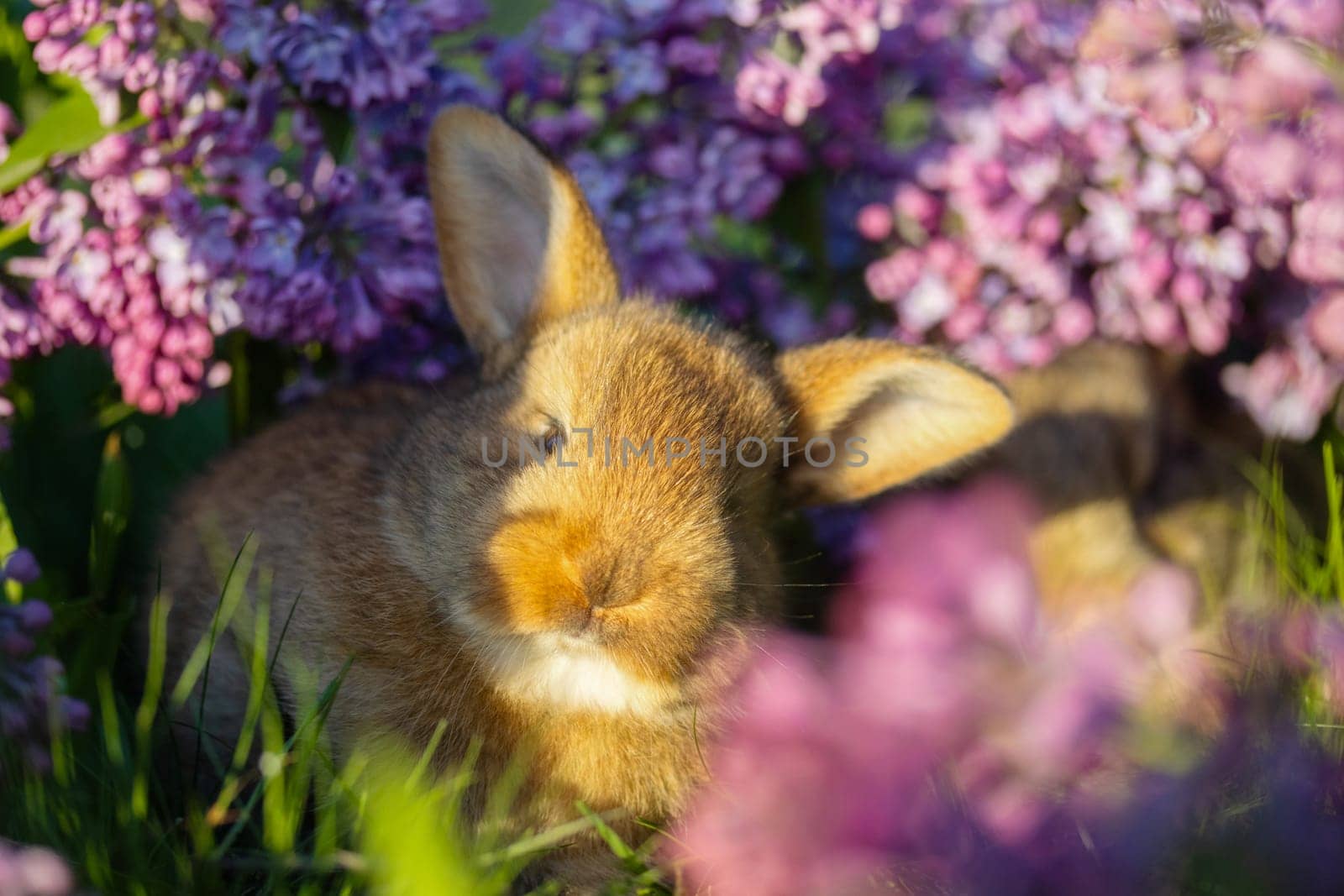 bunny with cute ears surrounded by spring flowers , holidays, spring, colorful