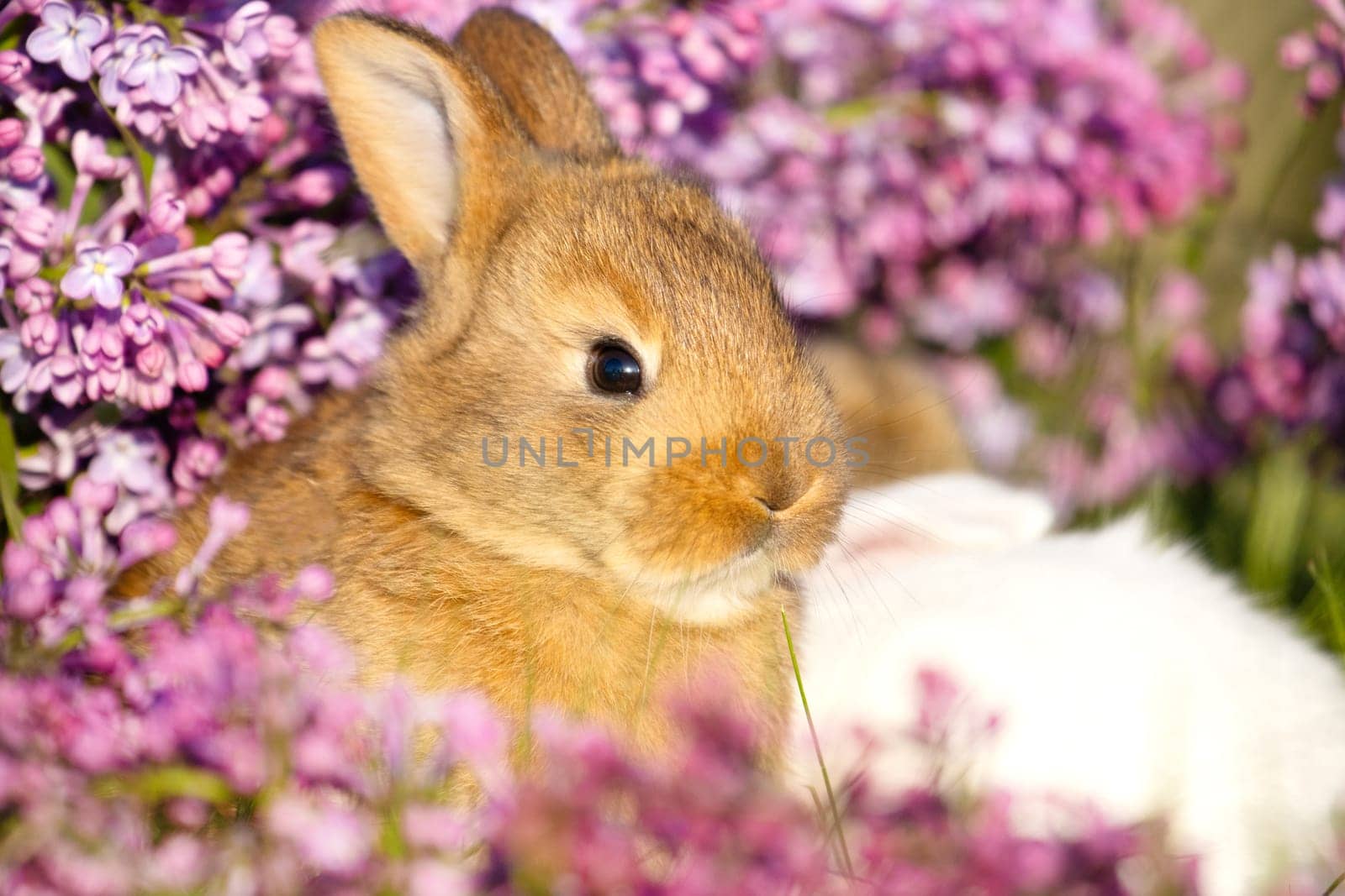 ginger rabbit close-up portrait surrounded by spring flowers , holidays, spring, colorful