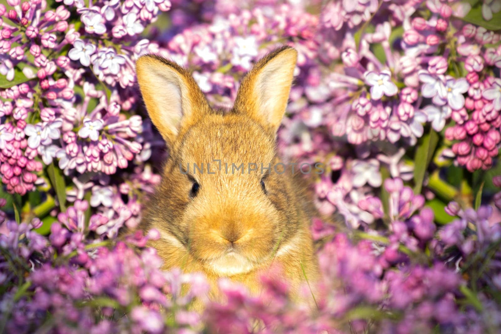 ginger rabbit surrounded by spring flowers , holidays, spring, colorful