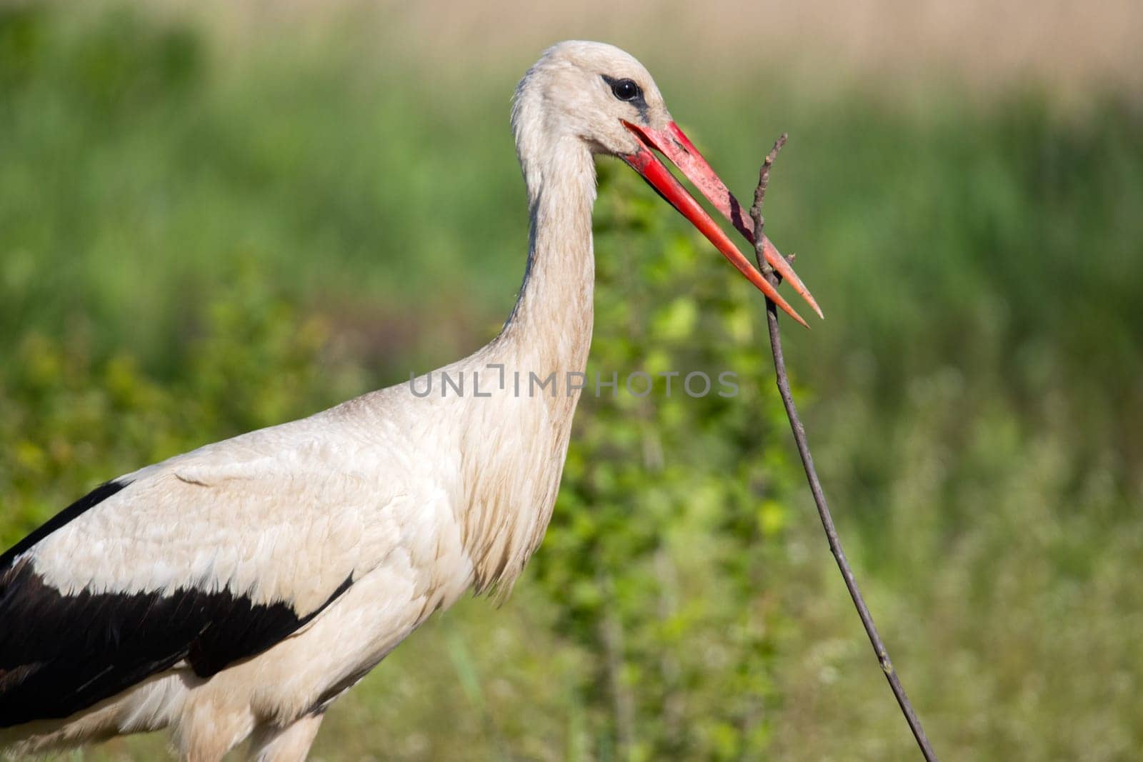 stork holds a nest in its beak to create a nest , wildlife bird